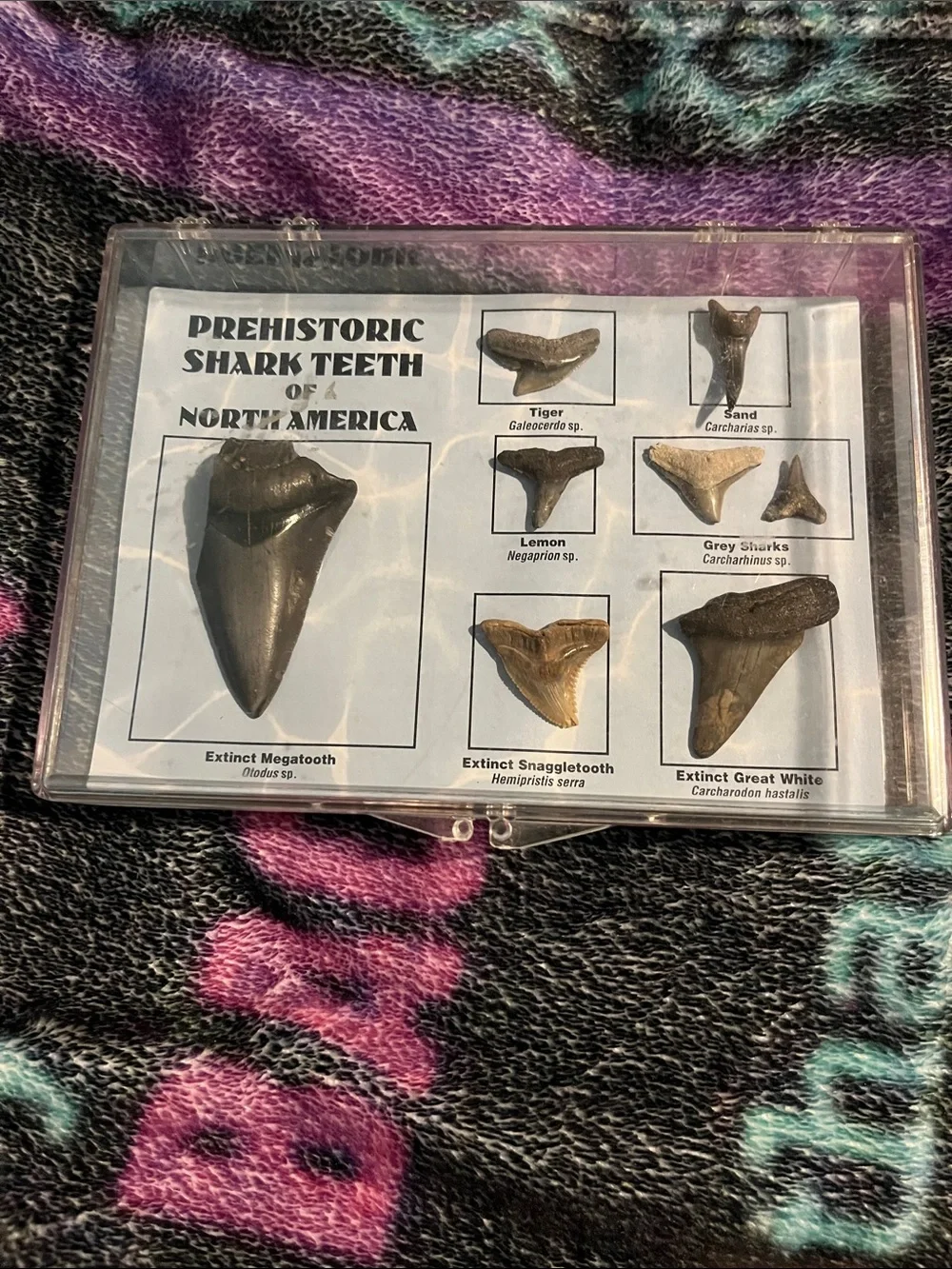 Prehistoric Shark Teeth Display Collection - Black and Brown